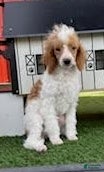 Miniature Poodle dogs Gavin Miniature Poodle Puppy  - Ad 1