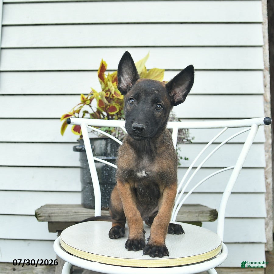 Belgian Malinois dogs Hawkeye  - Ad 2