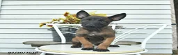 Belgian Malinois dogs for sale: Hawkeye  - Ad 2