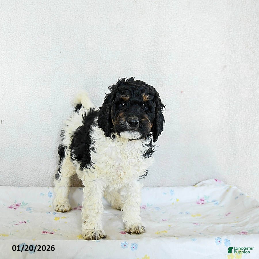 Standard Poodle dogs Maple   - Ad 20