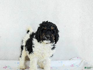 Standard Poodle dogs Maple - Ad 8