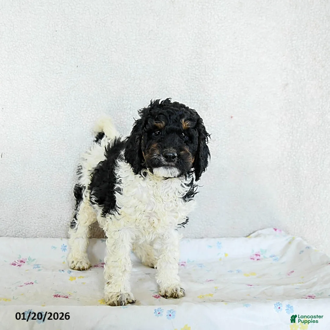 Standard Poodle dogs for sale: Maple   - Ad 1