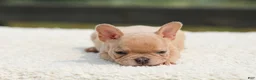 French Bulldog dogs for sale: Iron - Ad 4