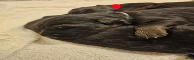 Gray Collar Male