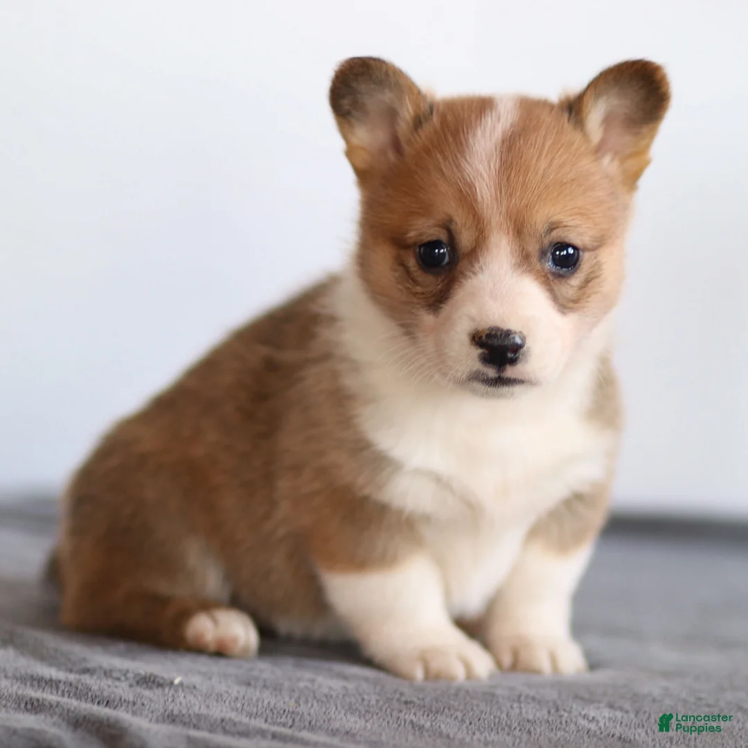 Welsh Corgi Pembroke dogs for sale: Karson Welsh Corgi Pembroke - Ad 13