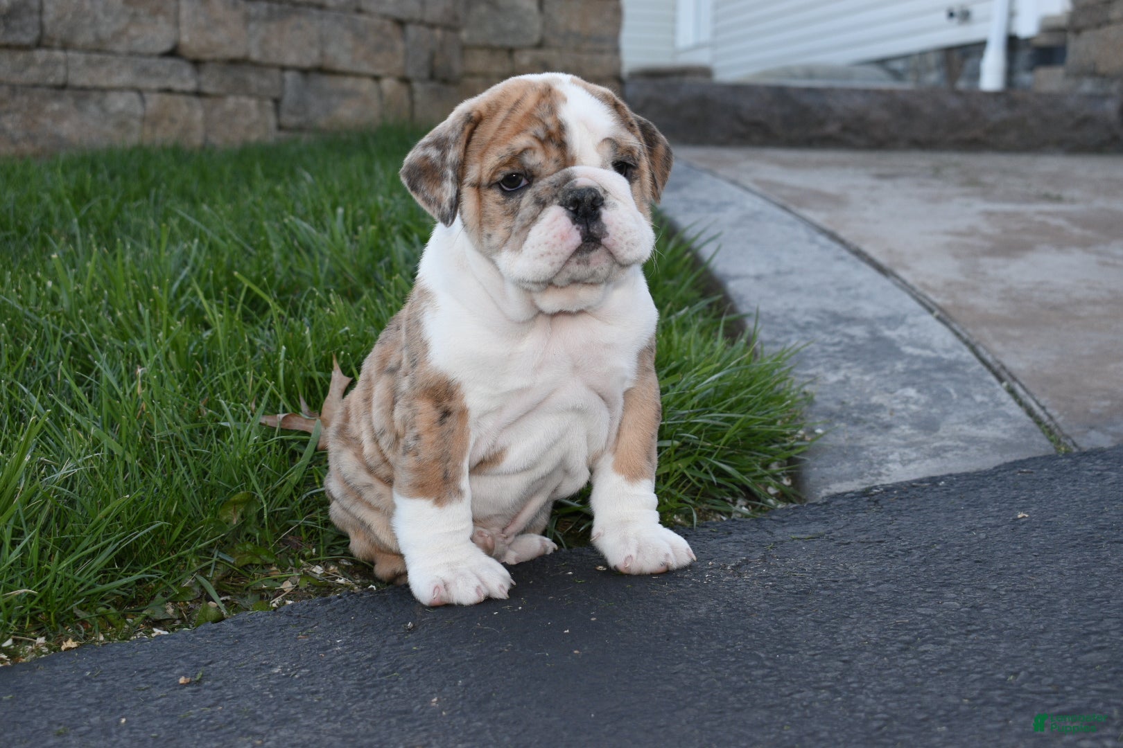 English Bulldog dogs English Bulldog Puppy 2 - Ad 1