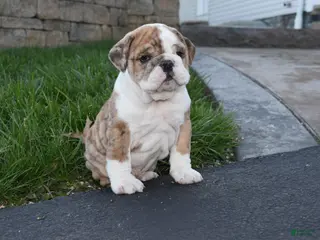 English Bulldog dogs for sale: English Bulldog Puppy 2 - Ad 1