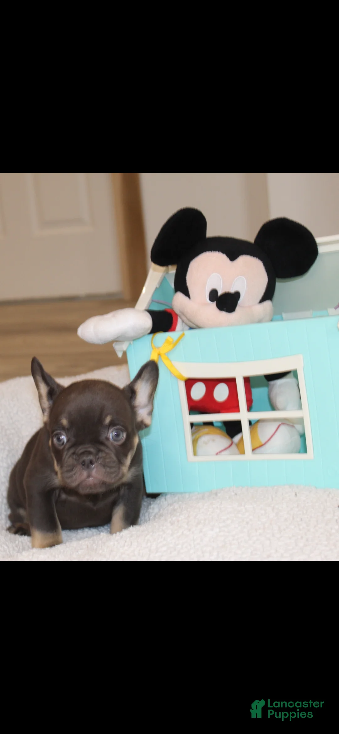French Bulldog dogs for sale: French Bulldog Puppy 5 - Ad 19