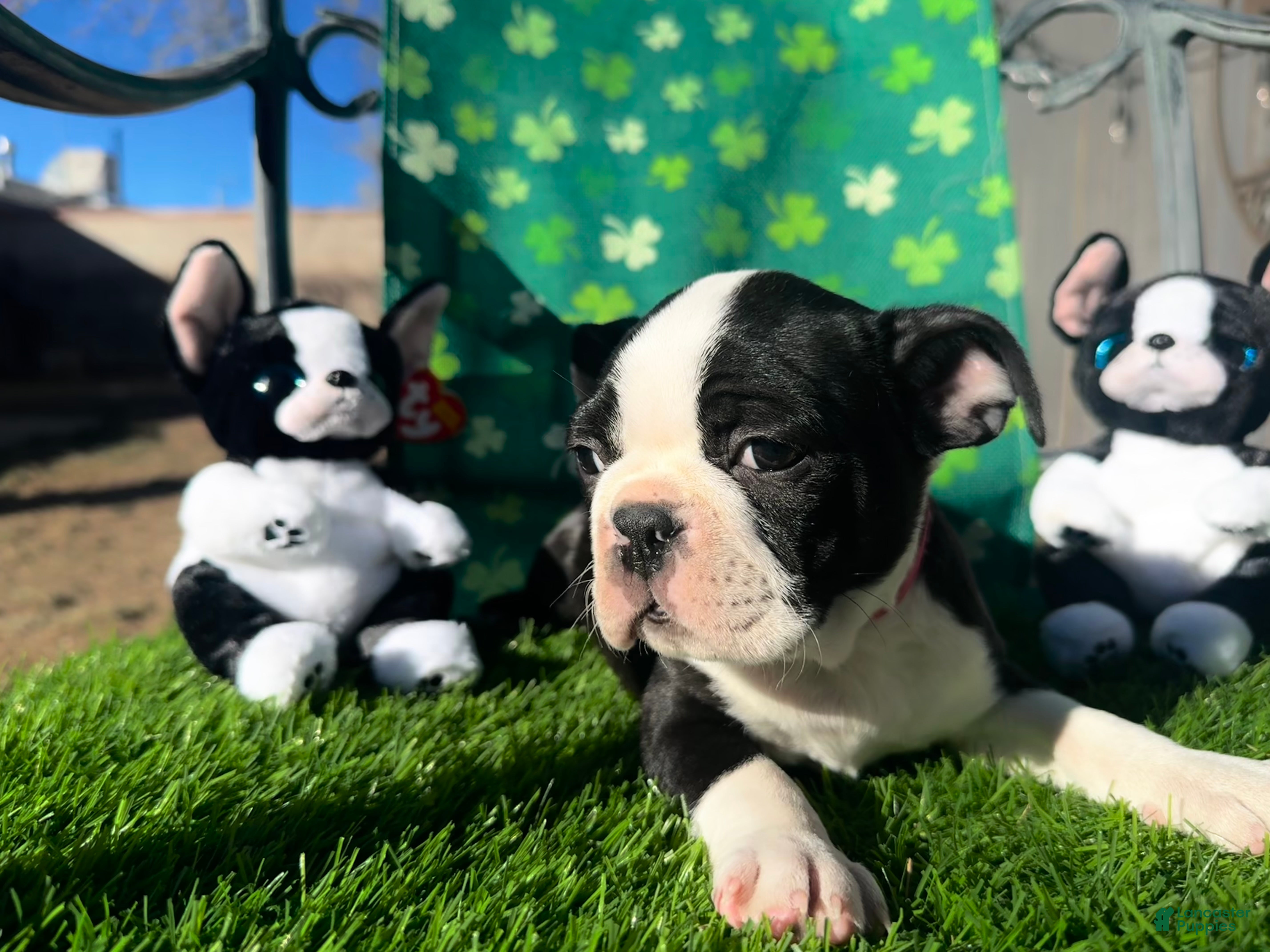 Boston Terrier dogs for sale: Boston Terrier Puppy 5 - Ad 4
