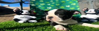 Boston Terrier Puppy 5