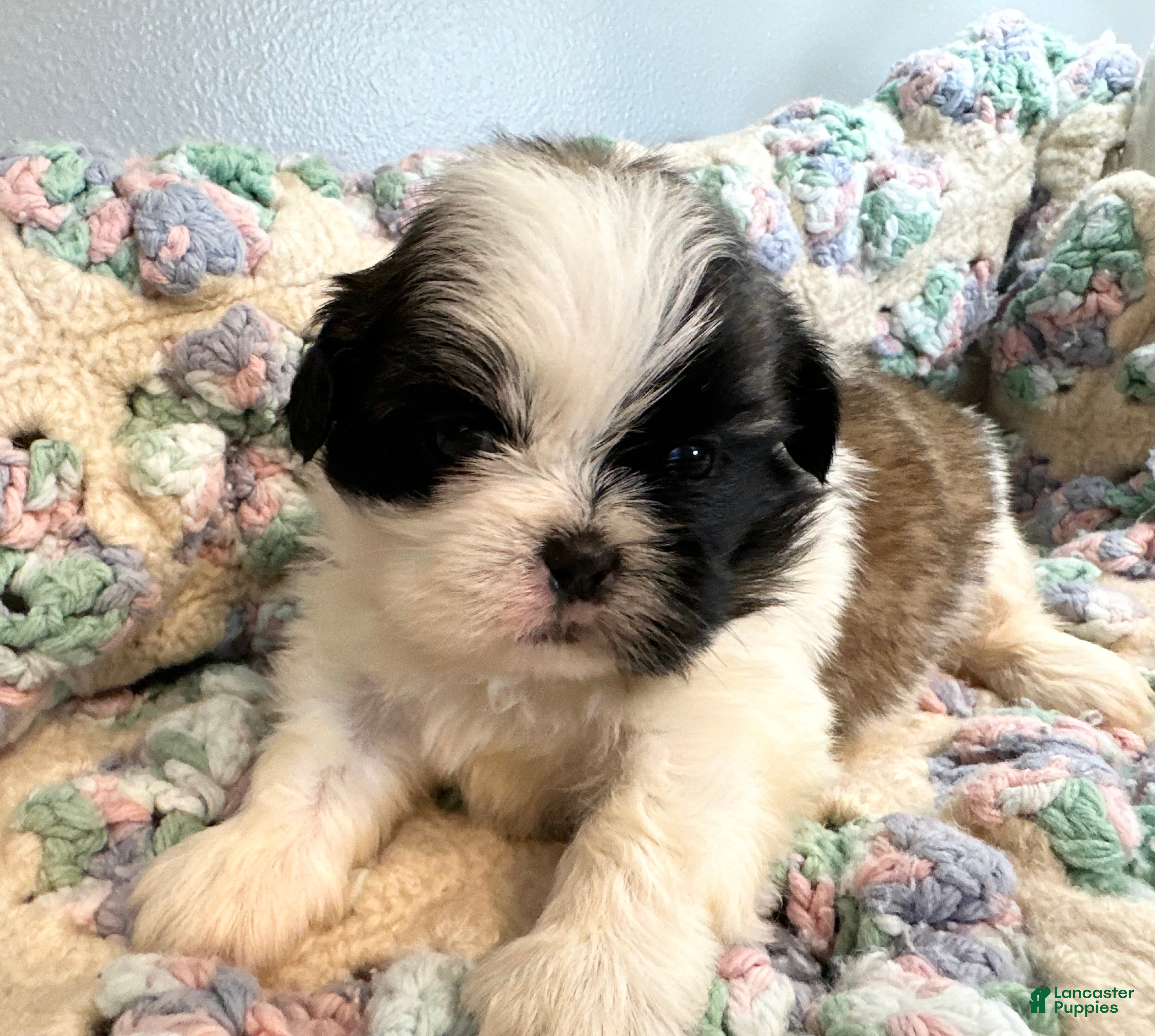 Shih Tzu dogs Shih Tzu 2 - Ad 1