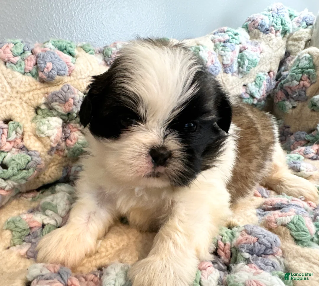 Shih Tzu dogs for sale: Shih Tzu 2 - Ad 1