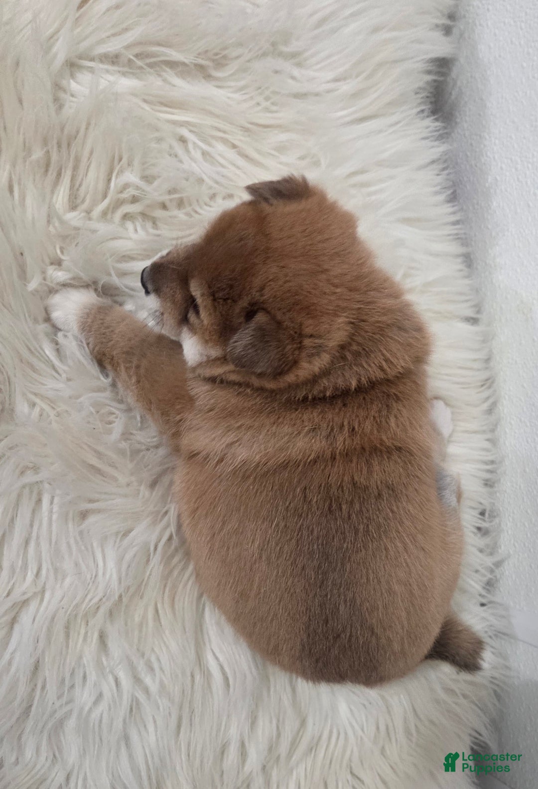 Shiba Inu dogs for sale: Ashton - Ad 5