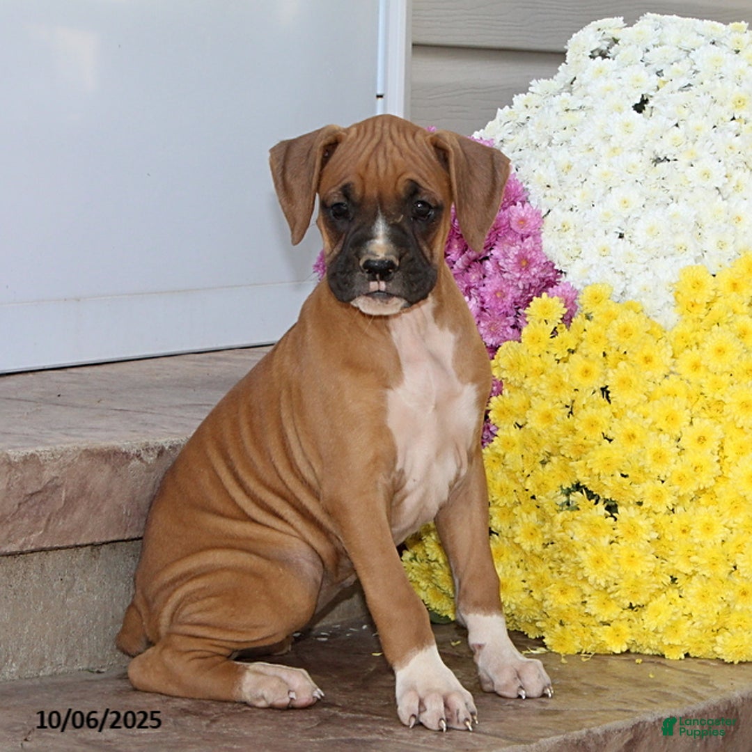 Boxer dogs for sale: Brenda - Ad 6