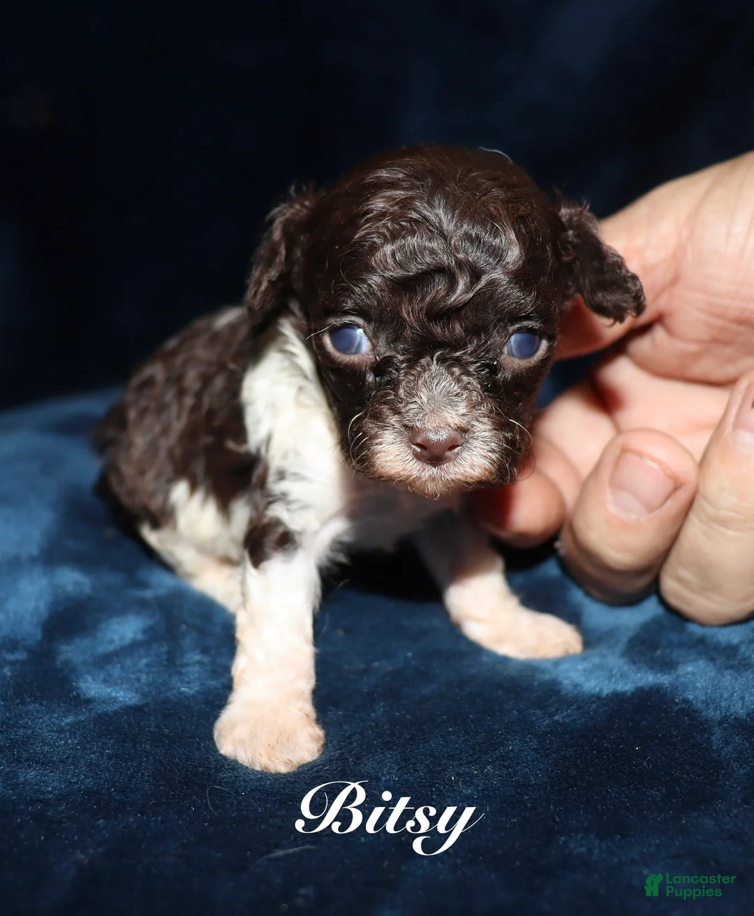 Toy Poodle dogs for sale: Bitsy - Ad 2