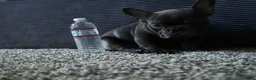 French Bulldog dogs for sale: Frenchie  - Ad 6