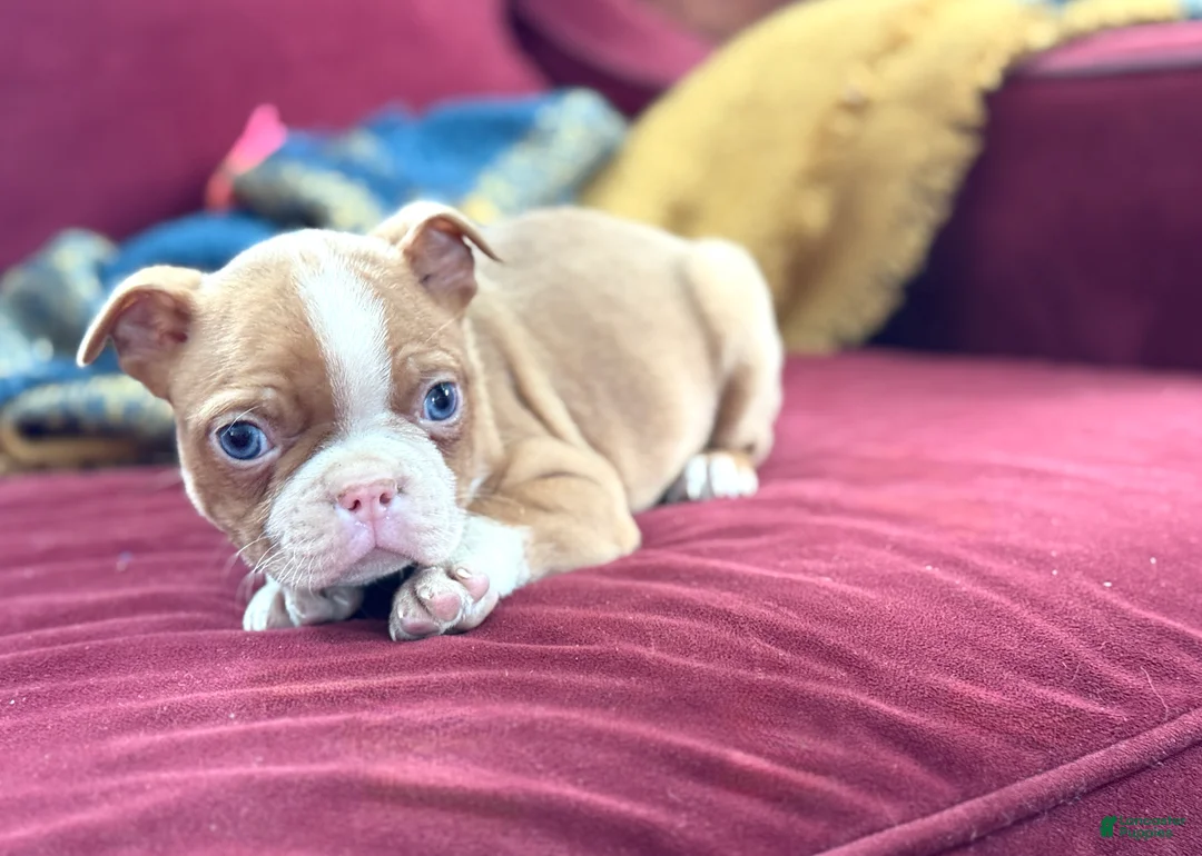Boston Terrier dogs for sale: Bonny - Ad 3