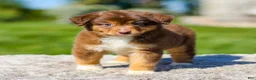 Miniature Australian Shepherd dogs for sale: Hershey - Ad 2