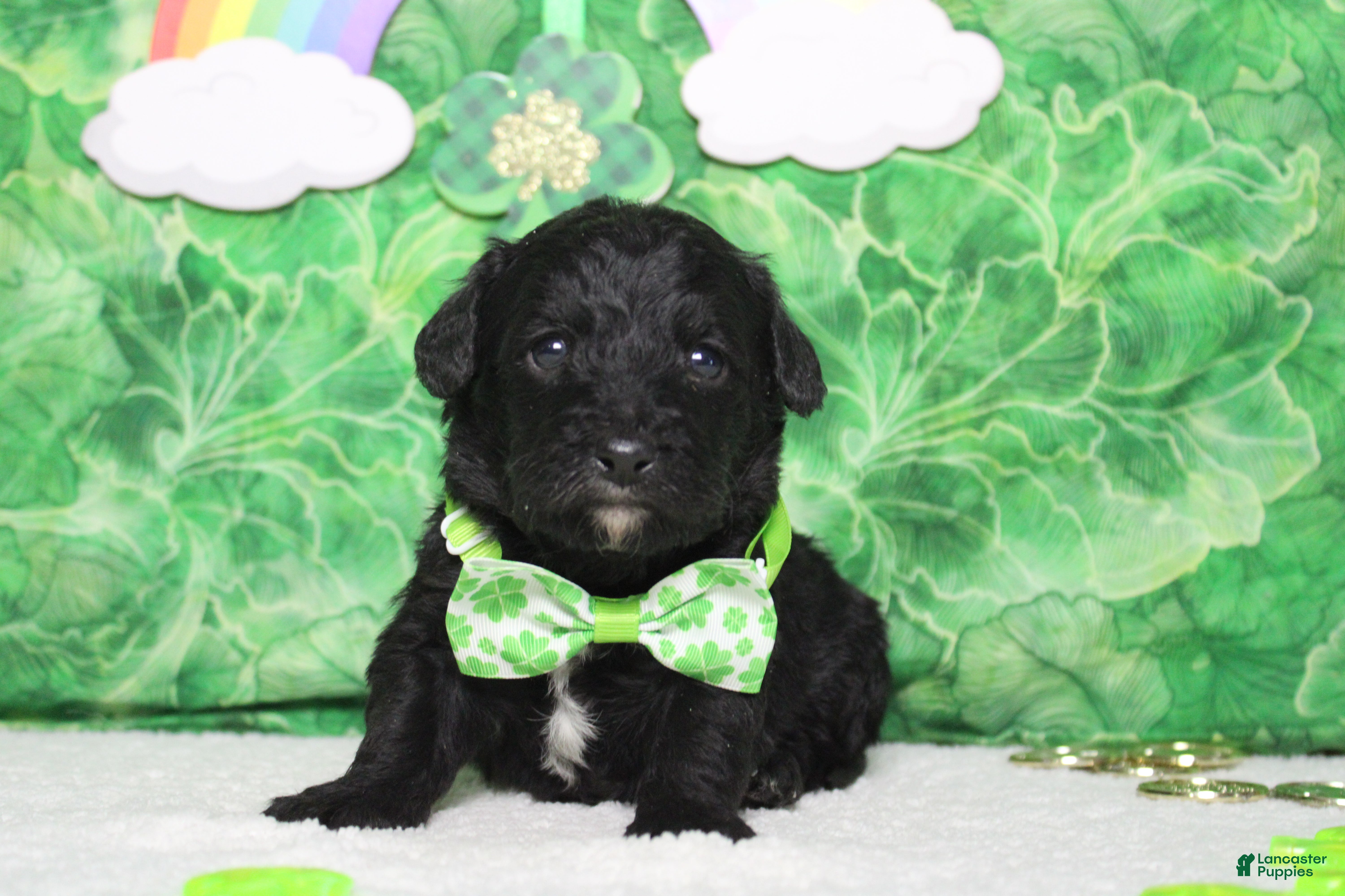 Mixed Breed dogs Babe - Ad 9