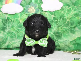 Mixed Breed dogs Babe - Ad 9