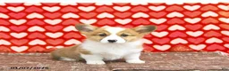 Welsh Corgi Pembroke dogs for sale: Roxy - Ad 7