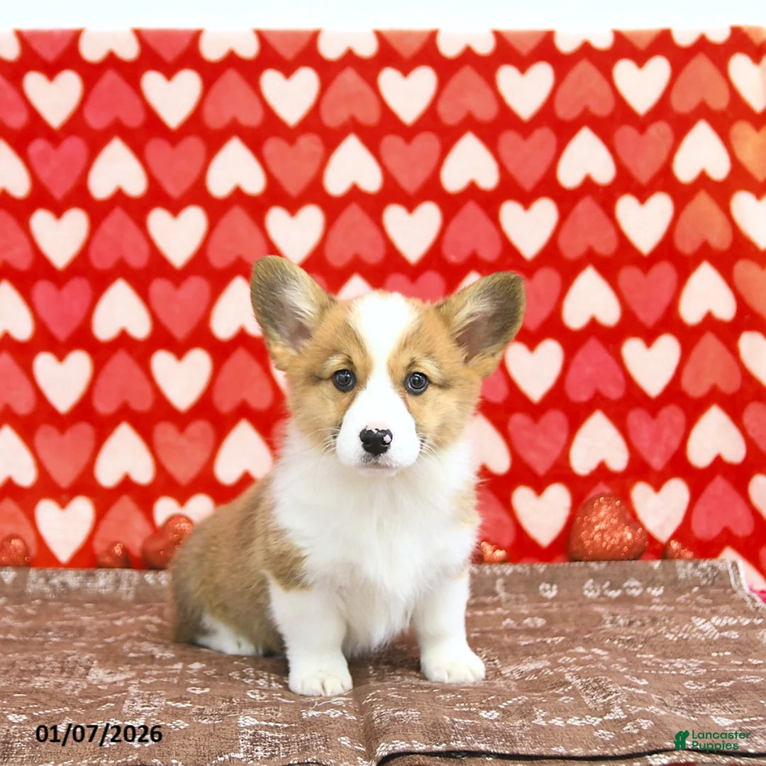 Welsh Corgi Pembroke dogs for sale: Roxy - Ad 7