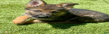 German Shepherd 4