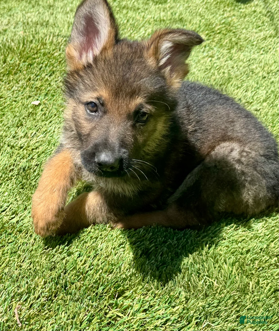 German Shepherd dogs for sale: German Shepherd 4 - Ad 1