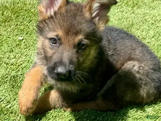 German Shepherd dogs for sale: German Shepherd 4 - Ad 4