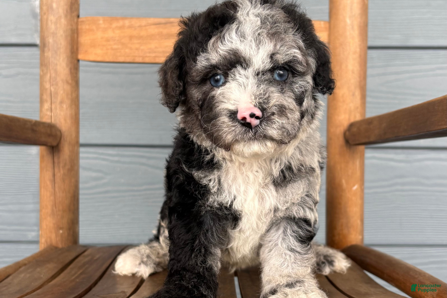 Cavapoo dogs Scroll - Ad 13