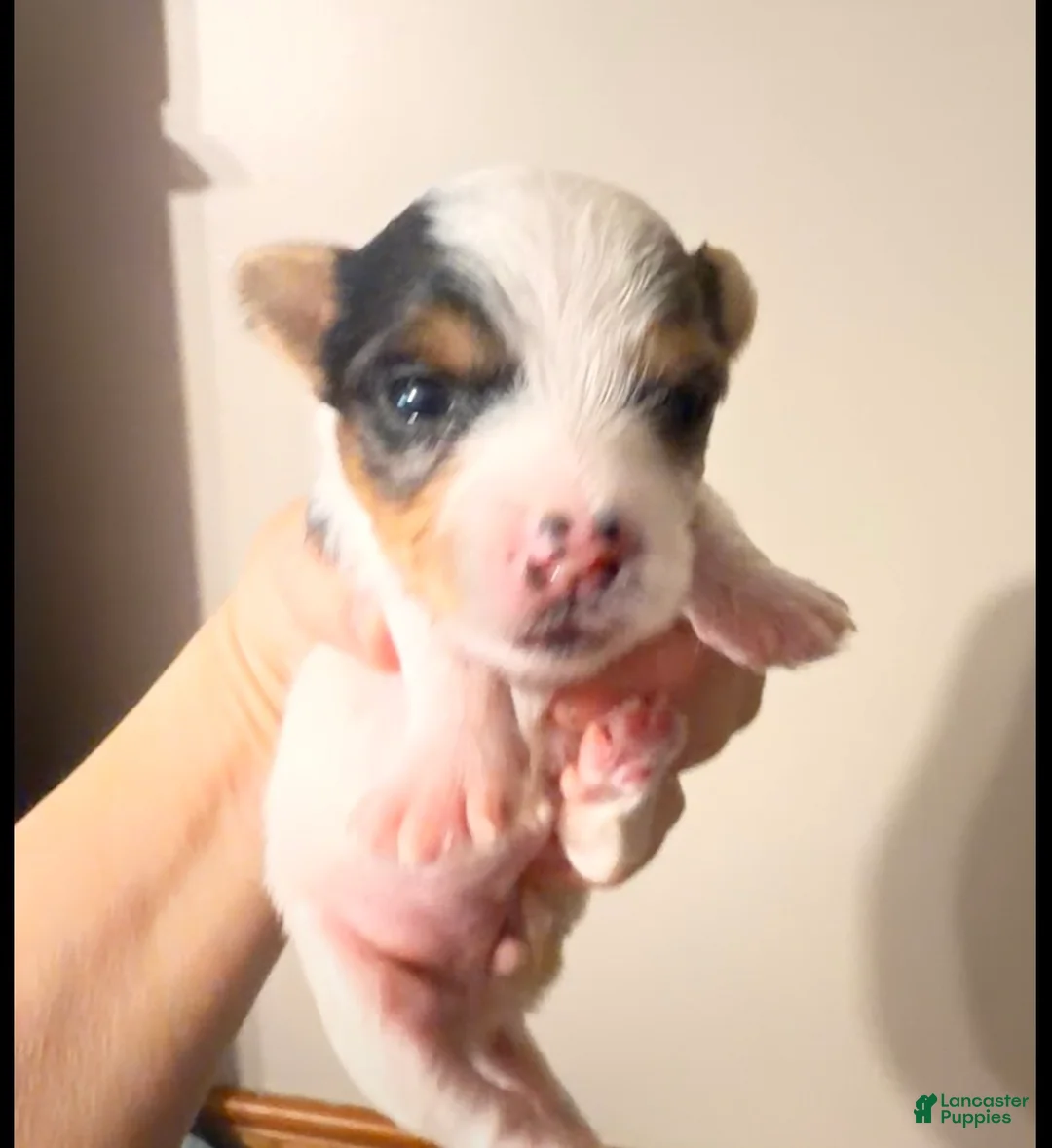 Yorkshire Terrier dogs for sale:  Anna Belle - Ad 2