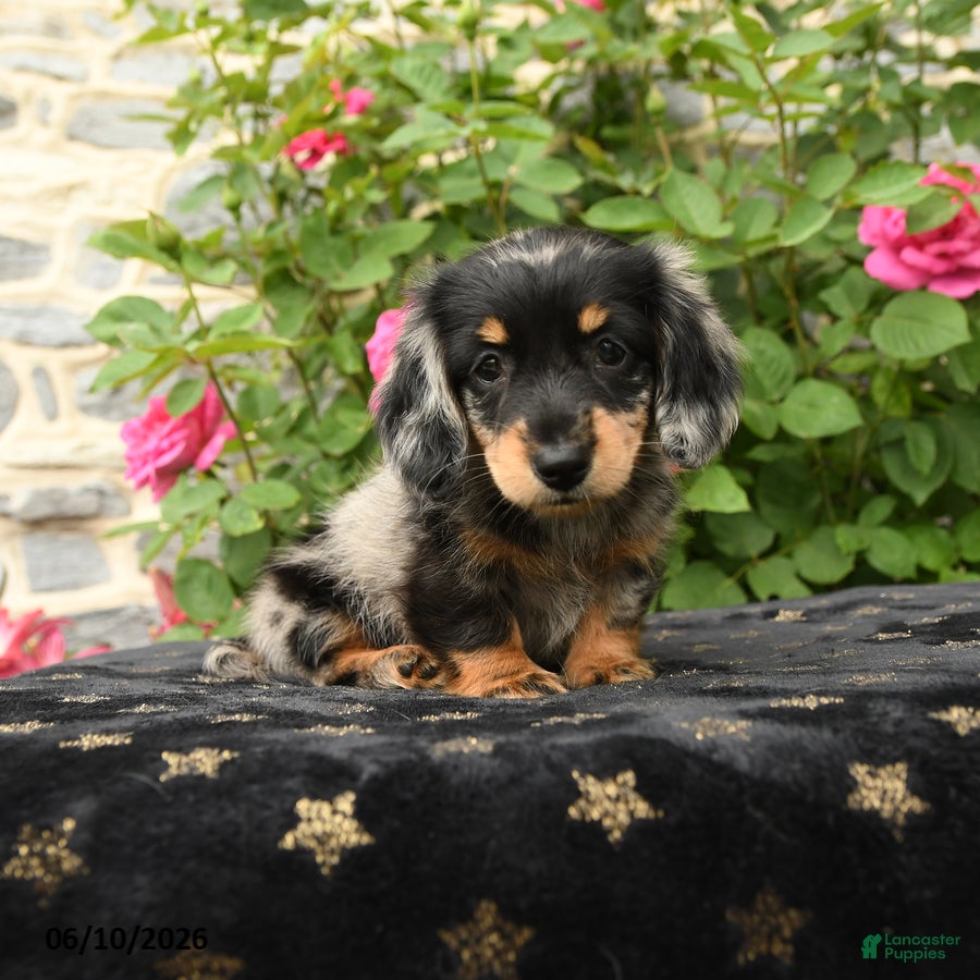 Miniature Dachshund dogs for sale: Honey - Ad 3
