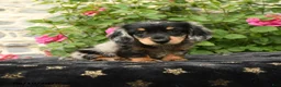 Miniature Dachshund dogs for sale: Honey - Ad 1