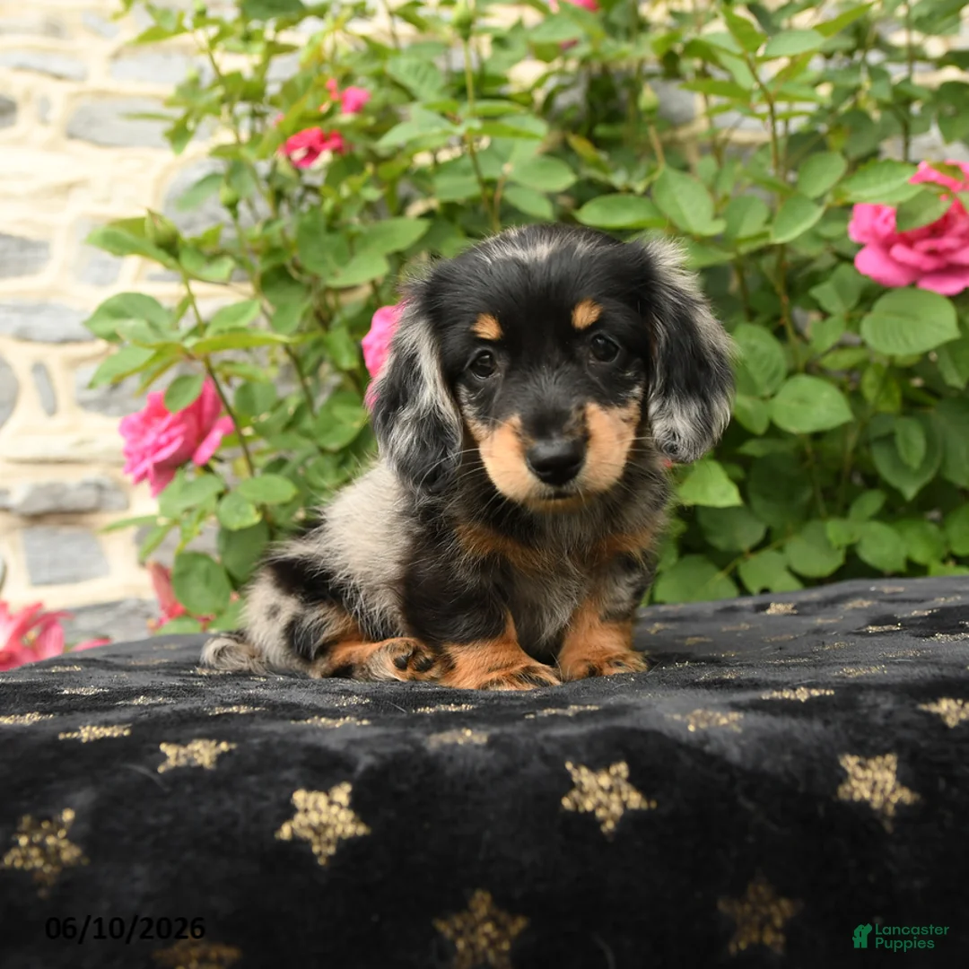 Miniature Dachshund dogs for sale: Honey - Ad 1