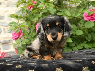 Miniature Dachshund dogs for sale: Honey - Ad 3