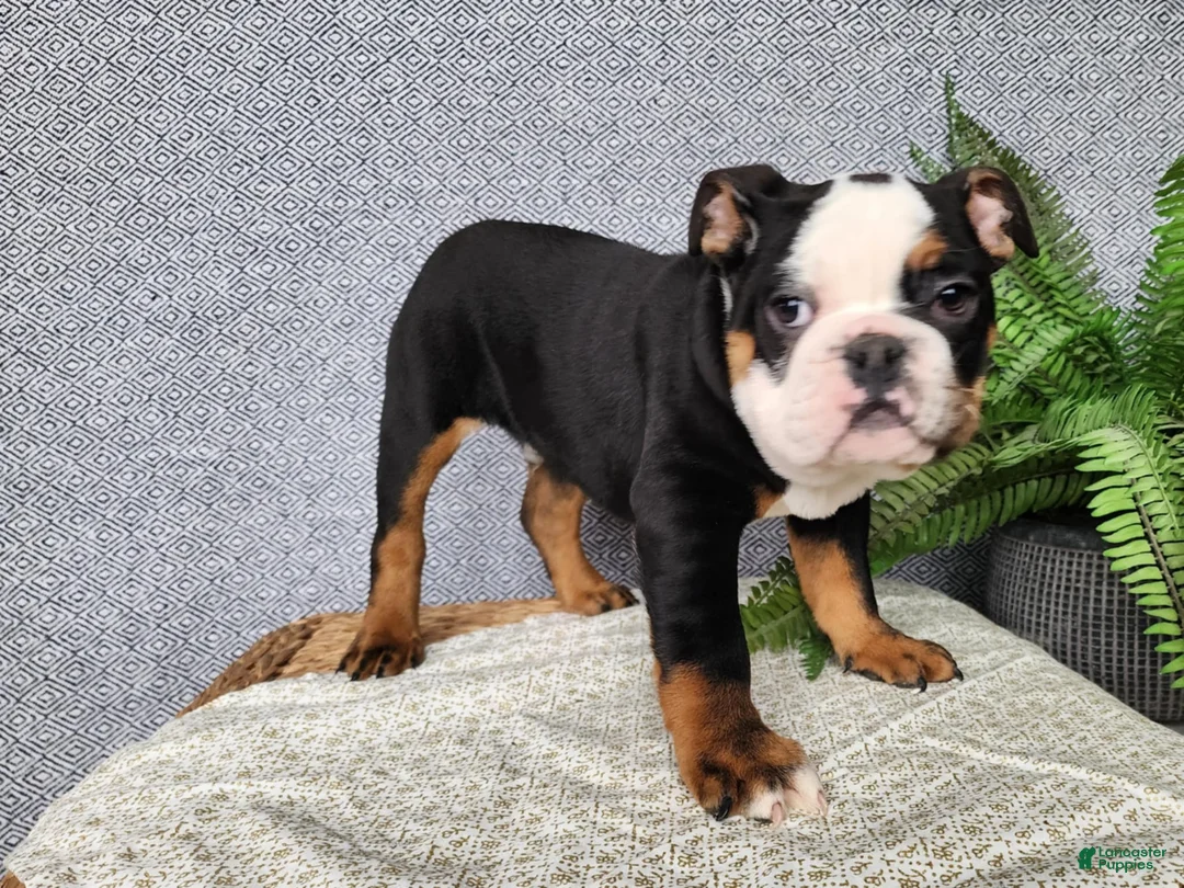 English Bulldog dogs for sale: Easton - Ad 13
