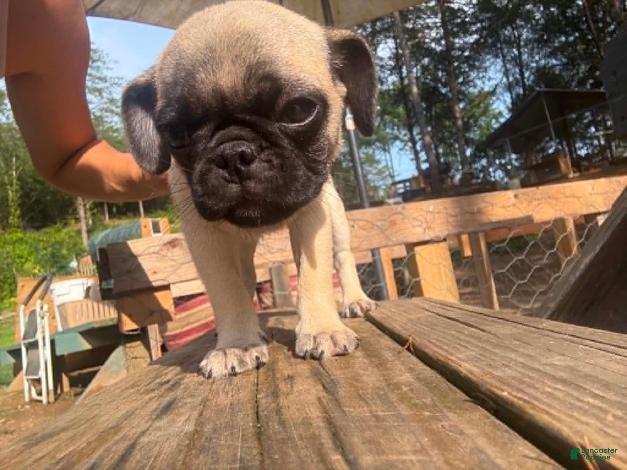 Pug dogs for sale: Sage - Ad 2