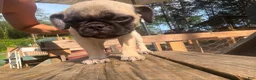 Pug dogs for sale: Sage - Ad 1