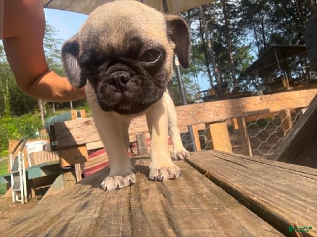 Pug dogs for sale: Sage - Ad 1