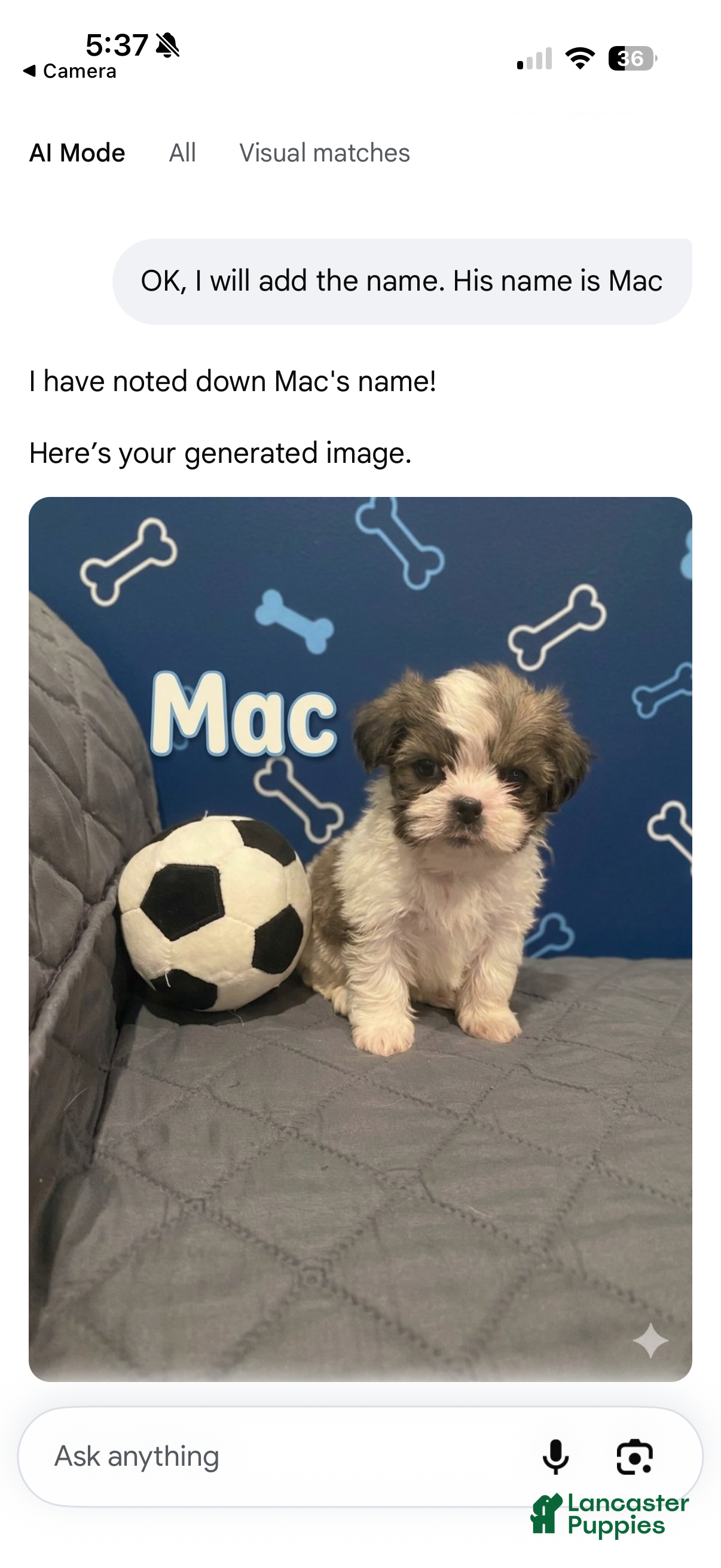 Shorkie dogs Mac - Ad 32