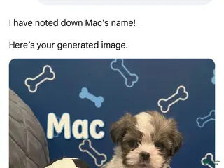 Shorkie dogs Mac - Ad 32