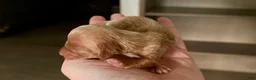 Miniature Dachshund dogs for sale: Blondie-ACA Longhaired Miniature Dachshund-Small Parents (Sire AKC/Embark Tested-PRA clear) - Ad 1