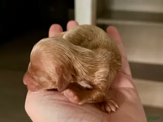 Miniature Dachshund dogs Blondie-ACA Longhaired Miniature Dachshund-Small Parents (Sire AKC/Embark Tested-PRA clear) - Ad 38