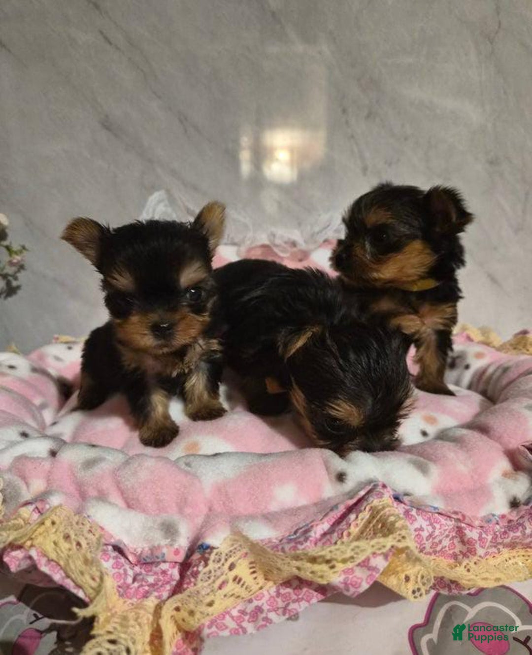 Yorkshire Terrier dogs for sale: Oliver - Ad 3