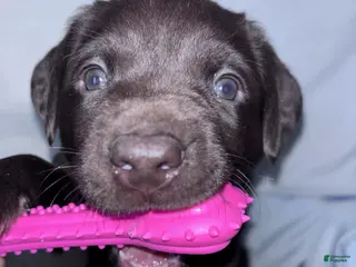 Labrador Retriever dogs Labrador Retriever Puppy 1 - Ad 20