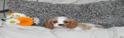 Cavalier King Charles Spaniel dogs for sale: Pansy - Ad 2