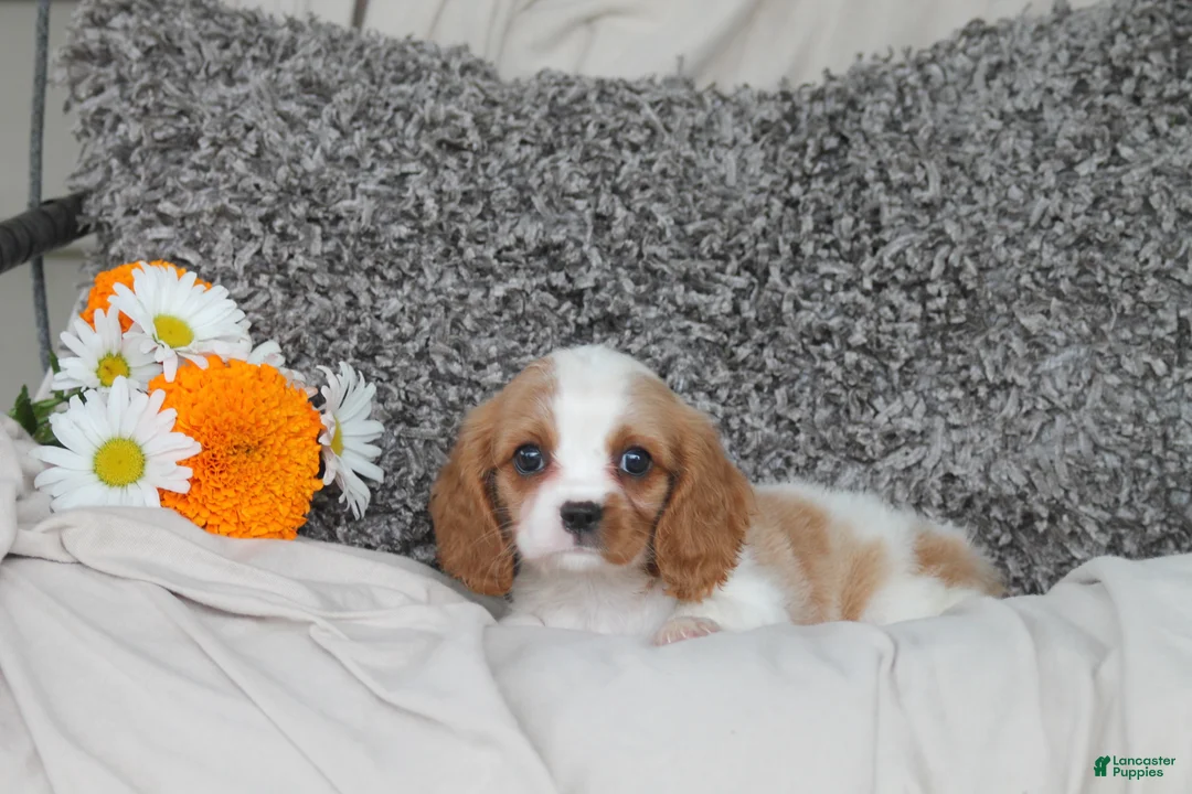 Cavalier King Charles Spaniel dogs for sale: Pansy - Ad 2