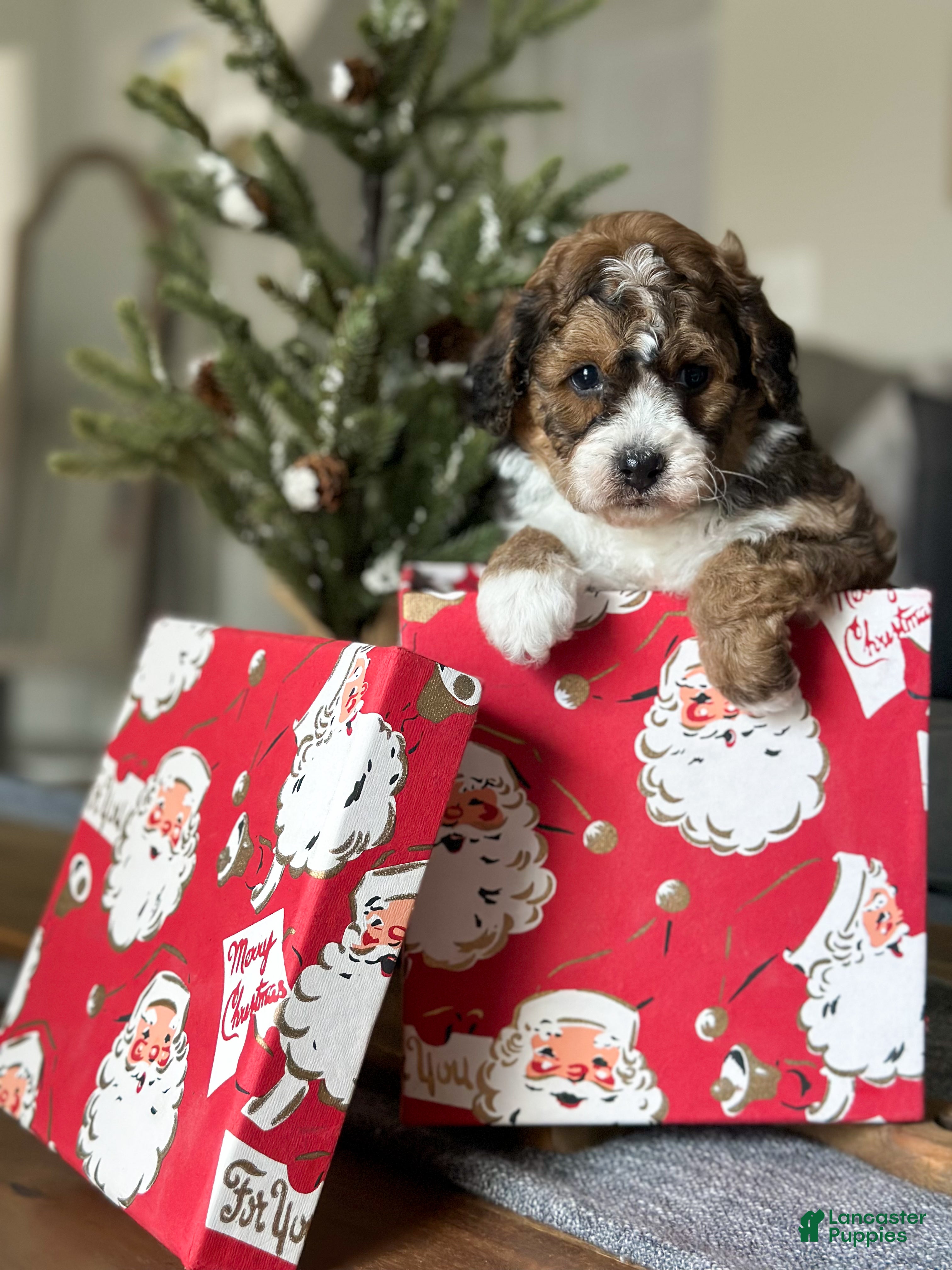 Cavachon dogs Woody - Ad 20