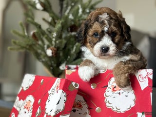 Cavachon dogs Woody - Ad 20