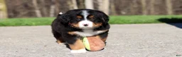 Bernese Mountain Dog dogs for sale: Champ - Ad 5